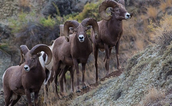 Upper Missouri River Breaks
