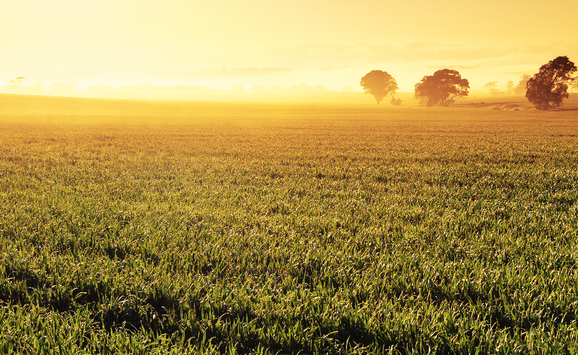 potential biofuels image