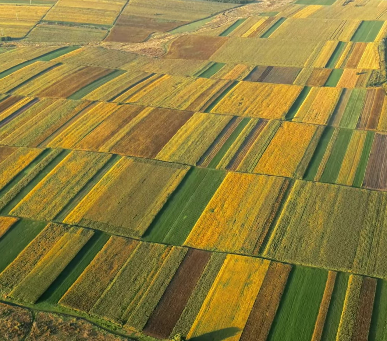 shutterstock_2416008187(1)